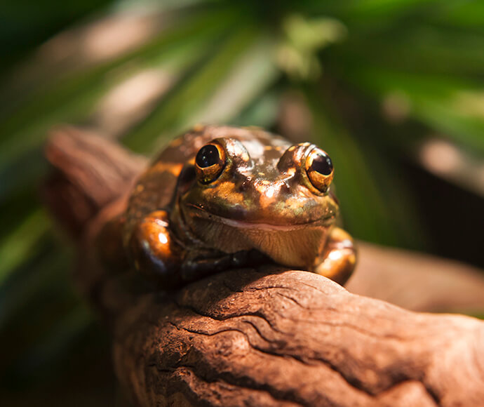 Green and golden bell frog (Litorea aurea)