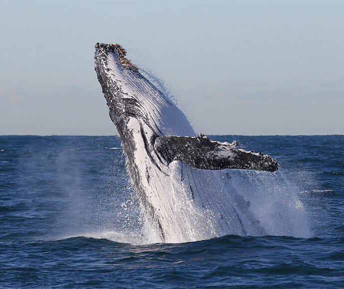 Humpback whale breaching 