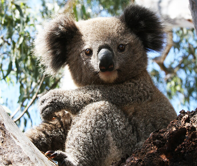 A close-up image of a koala perched on a tree branch, with its grey fur, distinctive large black nose, and fluffy ears clearly visible against a backdrop of green leaves.