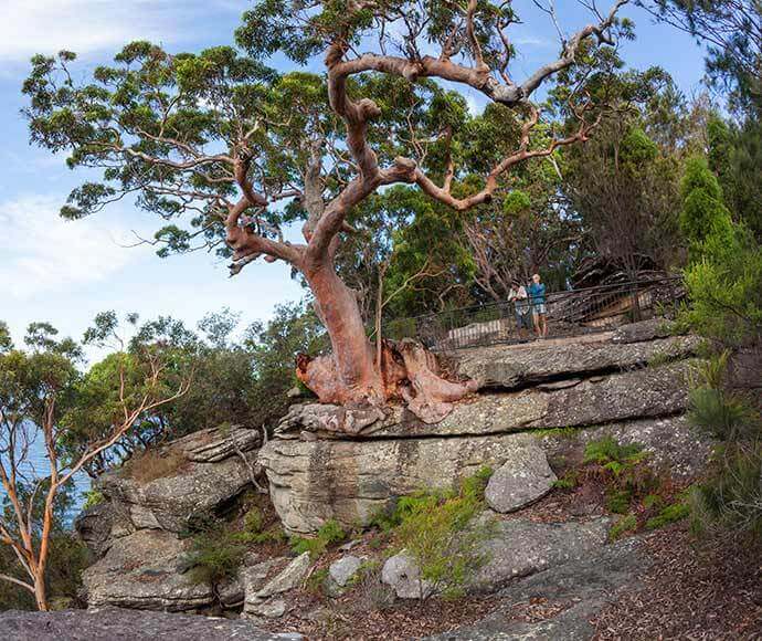 Bushwalkers on the Koolewong Track, Ku-ring-gai Chase National Park