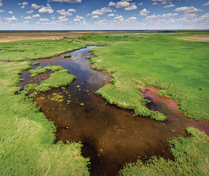 Aerial view of Macquarie Marshes showcasing a network of water channels meandering through vibrant green wetlands with patches of red aquatic plants. The marshes are surrounded by dry, brown land, contrasting with the lush wetland ecosystem. Fluffy white clouds dot the expansive blue sky above, highlighting the natural beauty and ecological diversity of the area.