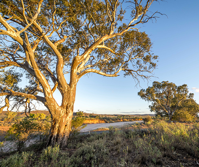 A large, vibrant eucalyptus tree with a thick trunk and sprawling branches stands prominently in a dry landscape during golden hour, with sunlight casting warm tones on its bark and the surrounding shrubbery. The clear blue sky in the background contrasts with the earthy colours of the Australian outback.