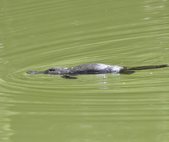 Platypus (Ornithorhynchus anatinus) swimming around in Jenolan River.