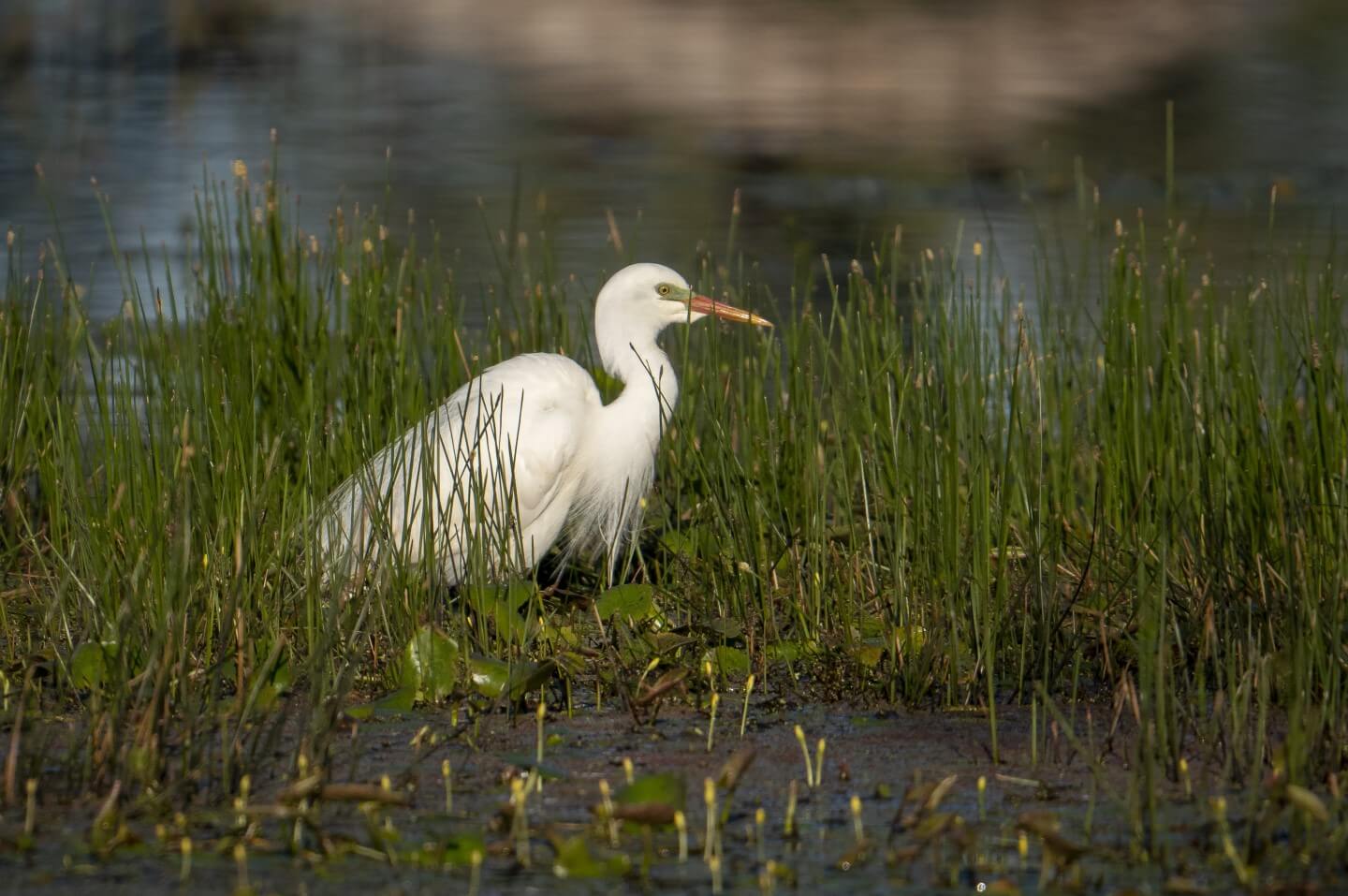 A plumed egret in Macquarie Marshes Nature Reserve 