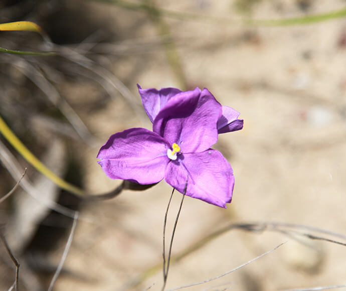 Purple flag flower (Patersonia occidentalis)