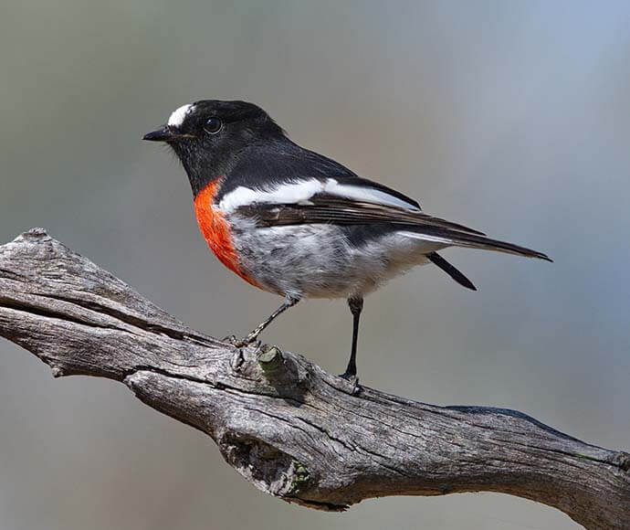 Scarlet robin (Petroica boodang)