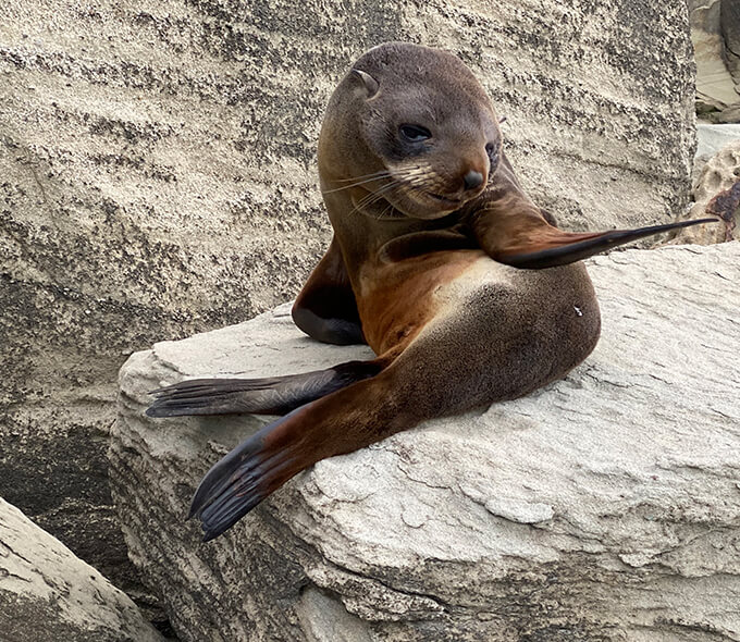 Seal on a rock 