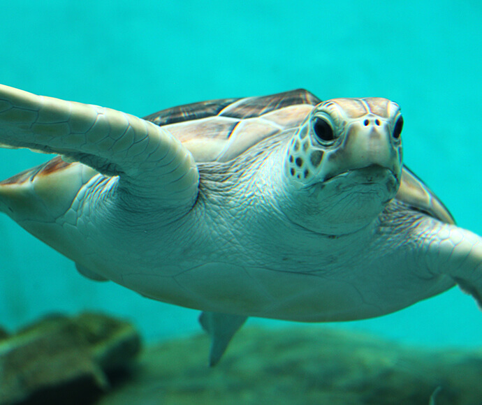 Green Sea Turtle (Chelonia mydas)