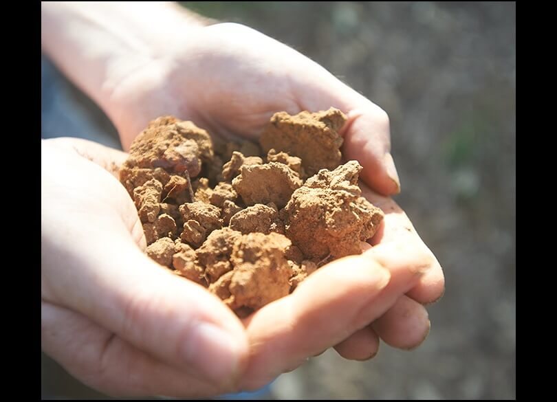 Two hands cup a sample of golden soil.