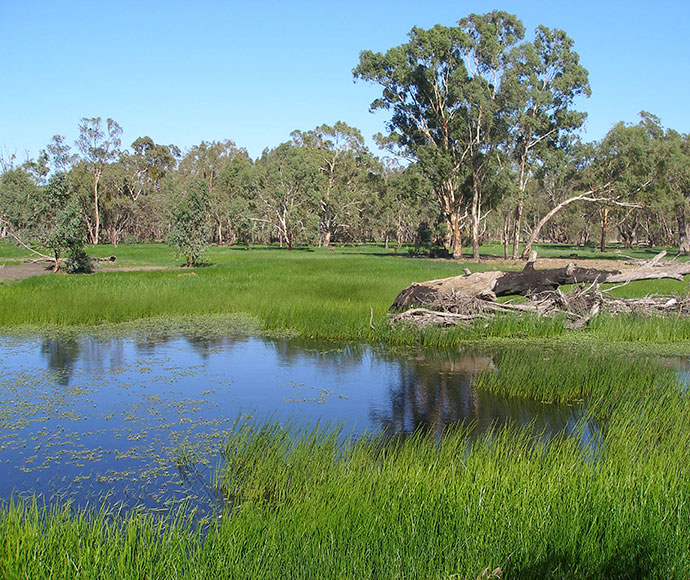 Fallen tree near water in a swamp surrounded by reeds.