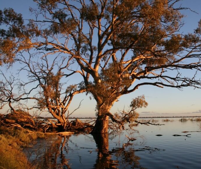 Majestic river red gum in the Murrumbidgee valley