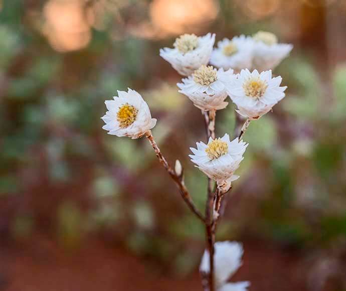 White strawflower or paper daisy (Xerochrysum bracteatum)