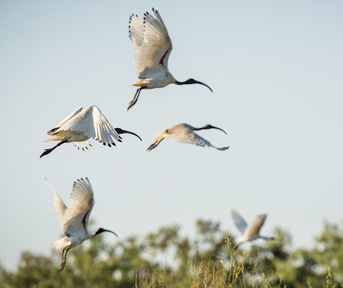 Australian white ibis birds in flight