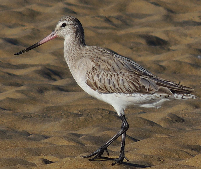 The bar-tailed godwit (Limosa lapponica)