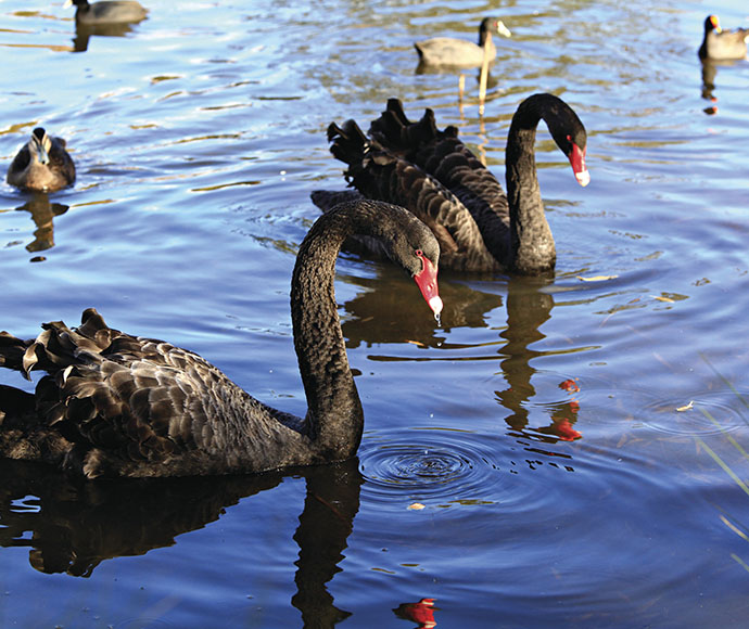 Adult black swans and ducks in water