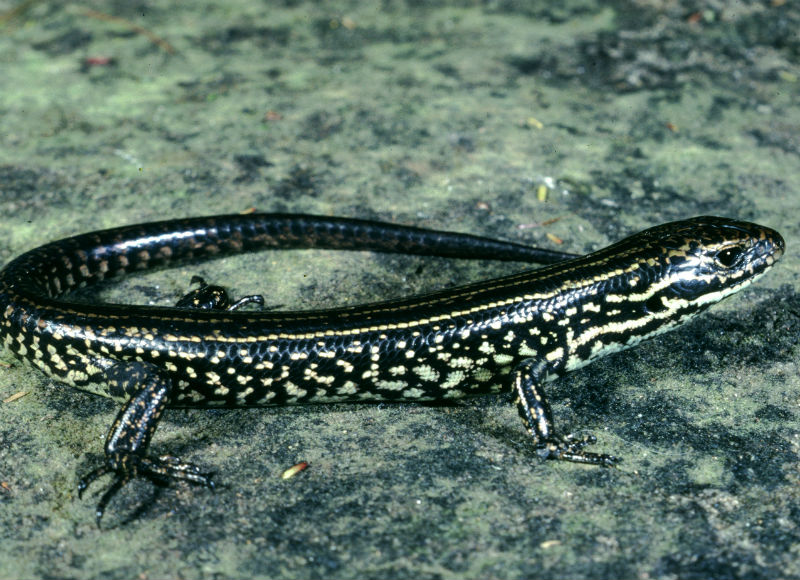 A water skink with glossy black skin, yellow and white speckled patterns along its body, and a slender tail, standing on a rough surface that appears to be a rock or ground with moss.