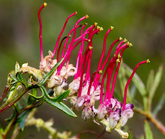 Bog grevillea (Grevillea acanthifolia subsp. stenomera) is a rare plant