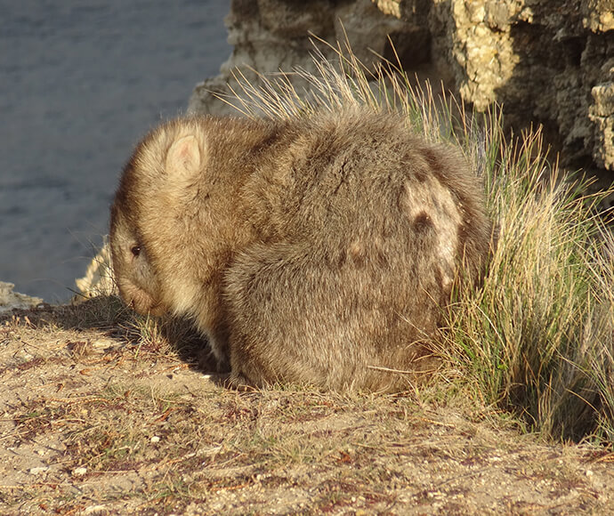 Bare skin patches are seen on a common wombat (Vombatus ursinus) with mange.