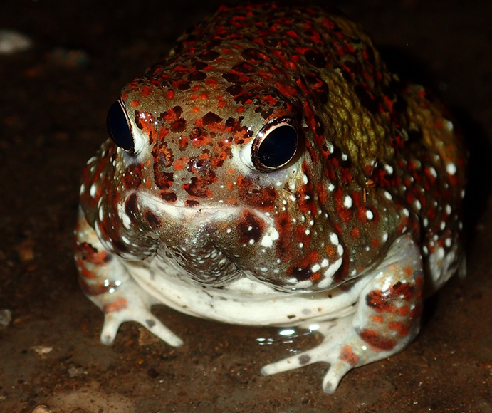 Close-up of a Crucifix frog displaying mottled brown and green skin with bright red-orange spots, large protruding blue eyes, and a white underbelly.