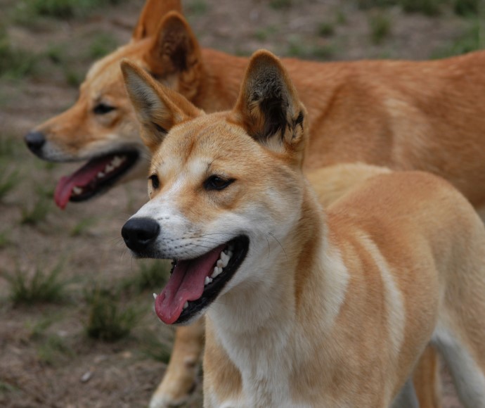 Dingoes Canis lupus dingo Kosciuszko National Park