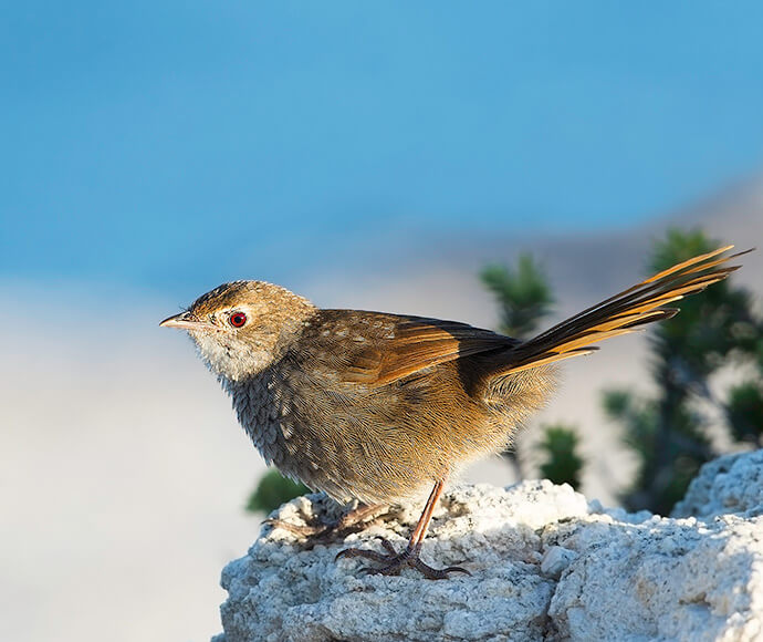 Small brown finch-like bird perched on snow in an alpine landscape