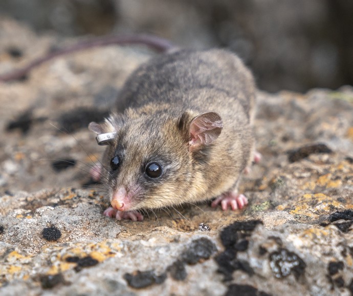 Mountain pygmy possum (Burramys parvus), Kosciuszko National Park