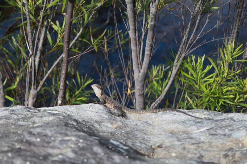 Brown dragon sunning itself on a rock