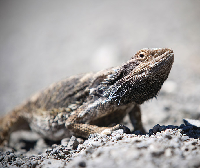 Eastern water dragon (Intellagama lesueurii)