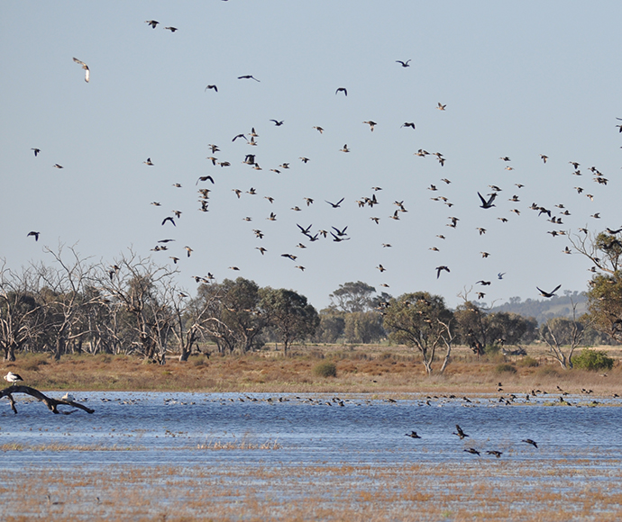 Flock of birds at Tuckerbil Swamps near Leeton