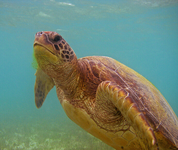 Green turtle (Chelonia mydas)