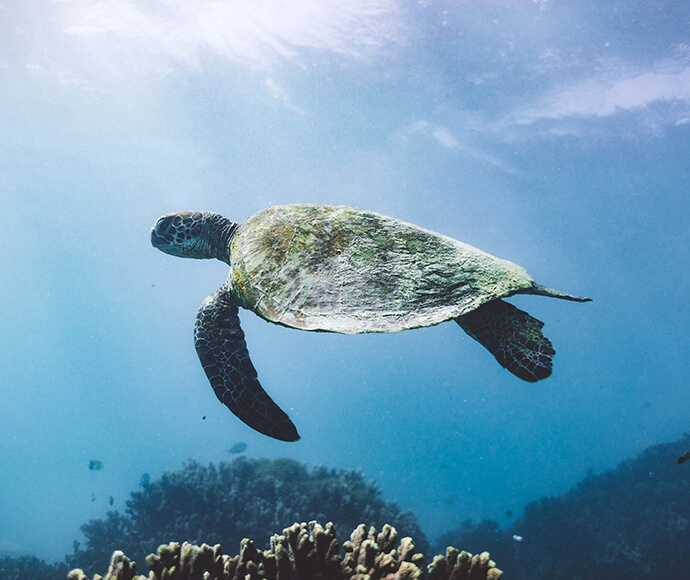 A Green turtle swimming over a reef with sunlight streaming though the water.