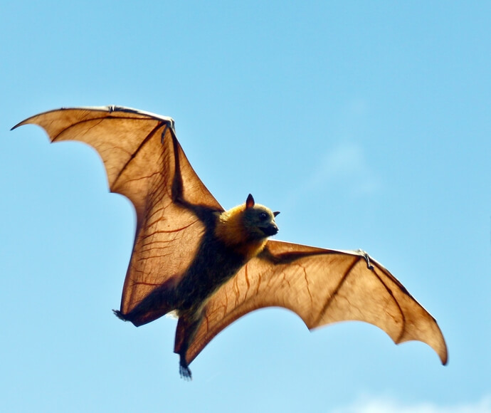 Grey-headed Flying-fox in full flight against a blue sky.