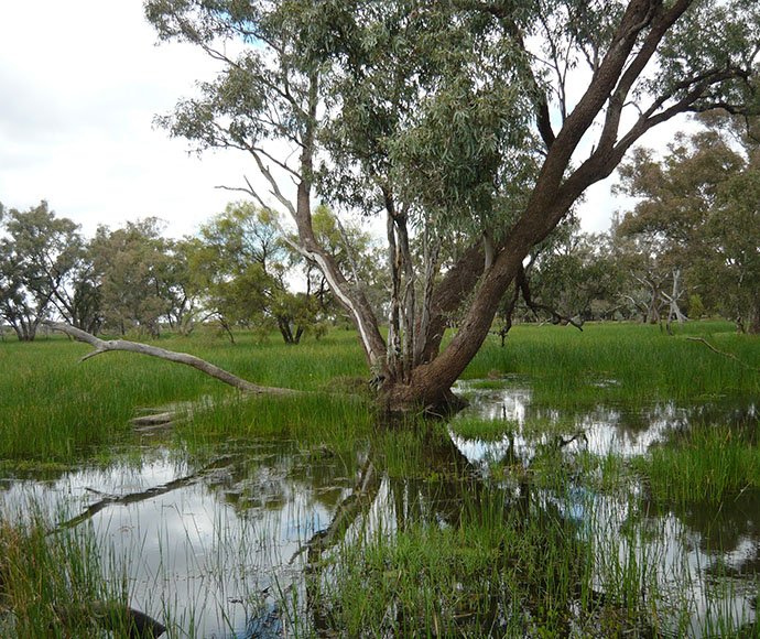 Coolabah at Gingham Watercourse, Gwydir Wetlands 