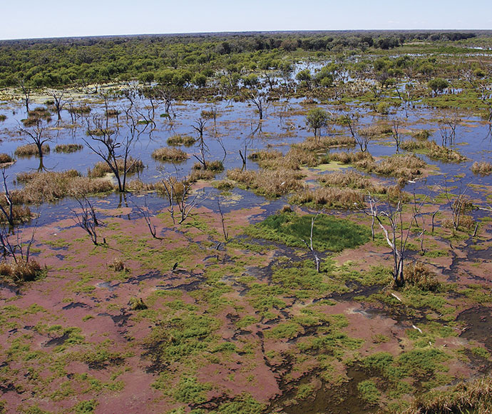 Ibis rookery among lignum plants