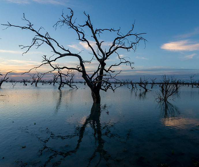 Sunset at Lake Pamamaroo in the Menindee Lakes system, featuring silhouettes of dead trees partially submerged in calm waters with reflections of the sky.