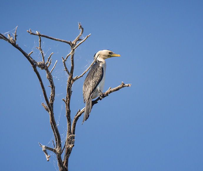 Little pied cormorant sitting on a tree branch