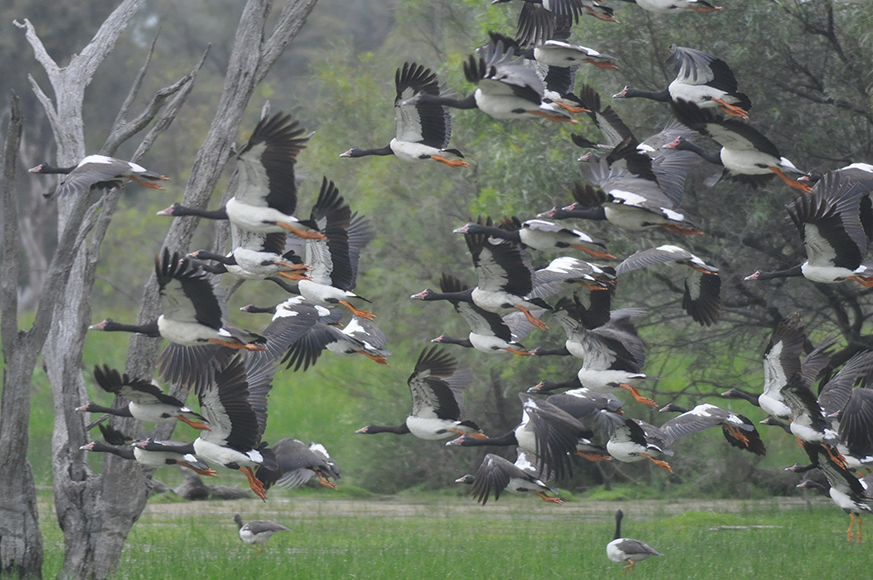 Large number of magpie geese in flight