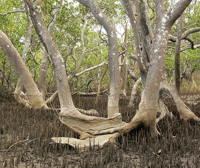 Mangrove