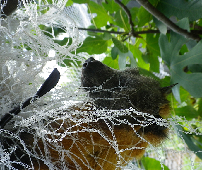 Grey-headed flying-fox caught in netting around a fruit tree.