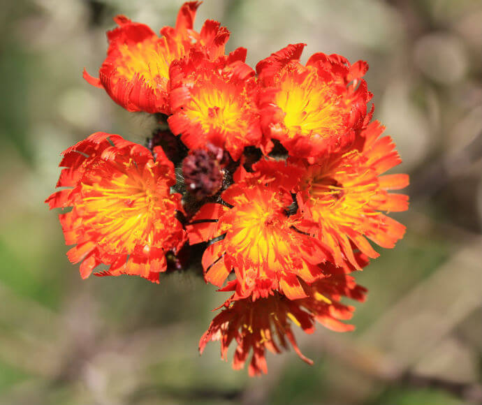 A cluster of Orange Hawkweed flowers. Class 1 noxious weed.