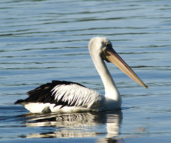 Pelican on a lake