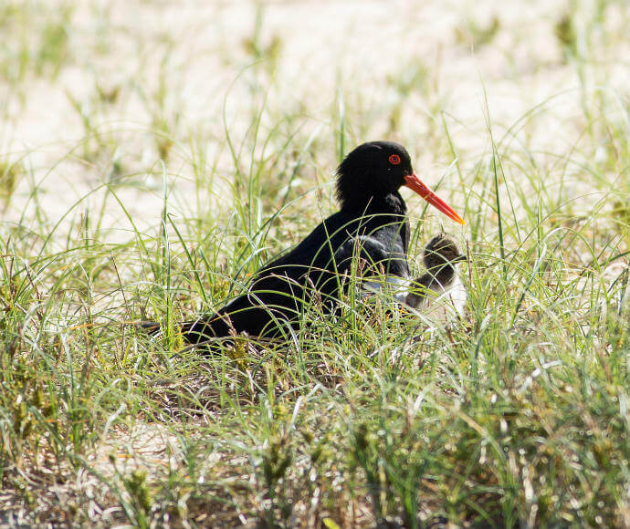 A pied oystercatcher chick with its mother in Eurobodalla National Park.