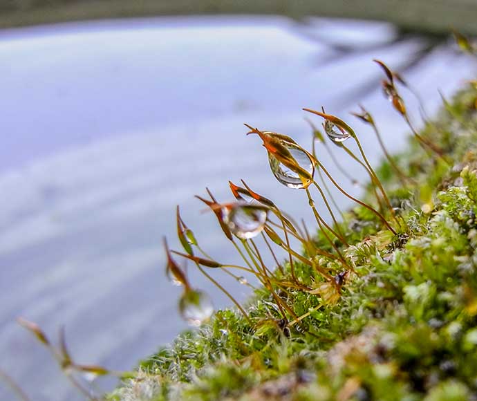 Rainwater on moss