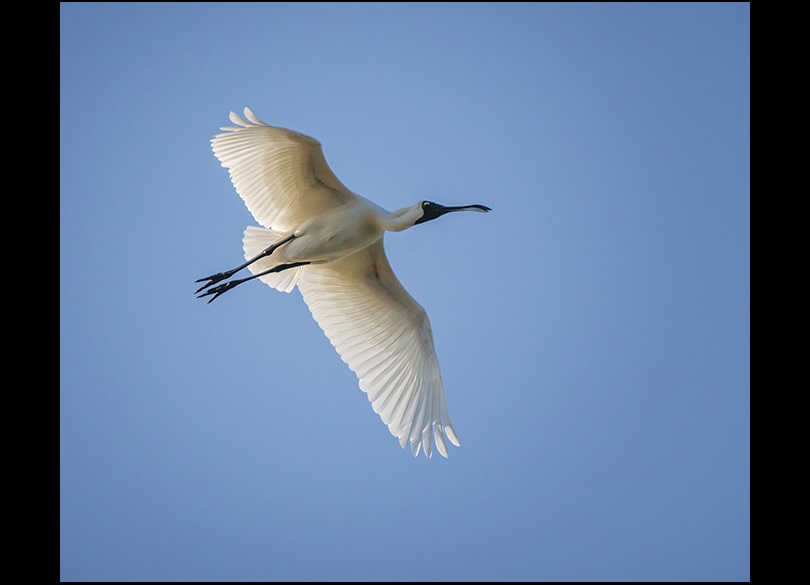 Royal spoonbill bird flying in the air