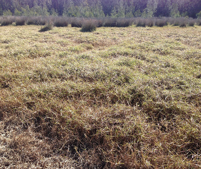 Saltmarsh (Zoysia macrantha)