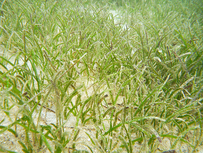 Seagrass growing on sandy ocean floor.