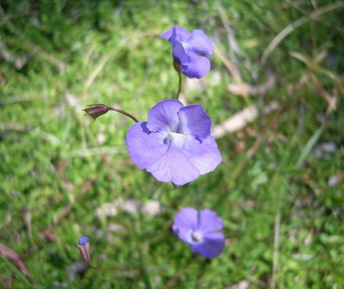 Slender monkey flower