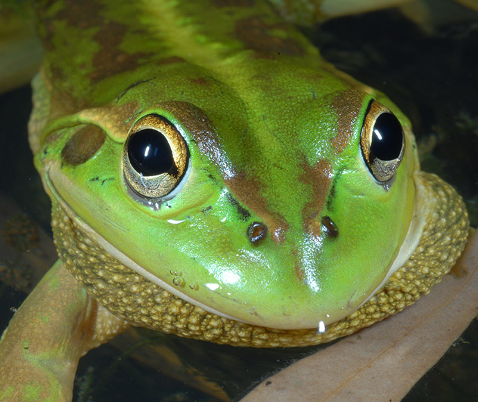 Close-up of a Southern bell frog’s face, showcasing its vibrant green skin with subtle yellow markings, large black eyes with golden irises, and a textured golden throat.