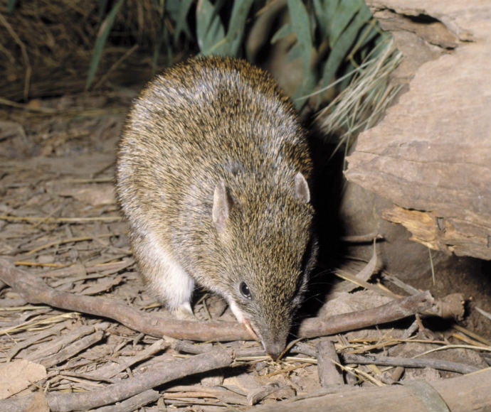 Southern brown bandicoot sitting in leaf litter next to a log.  