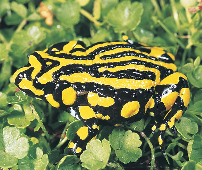 A Southern corroboree frog with distinctive black and bright yellow stripes, sitting amidst green foliage.